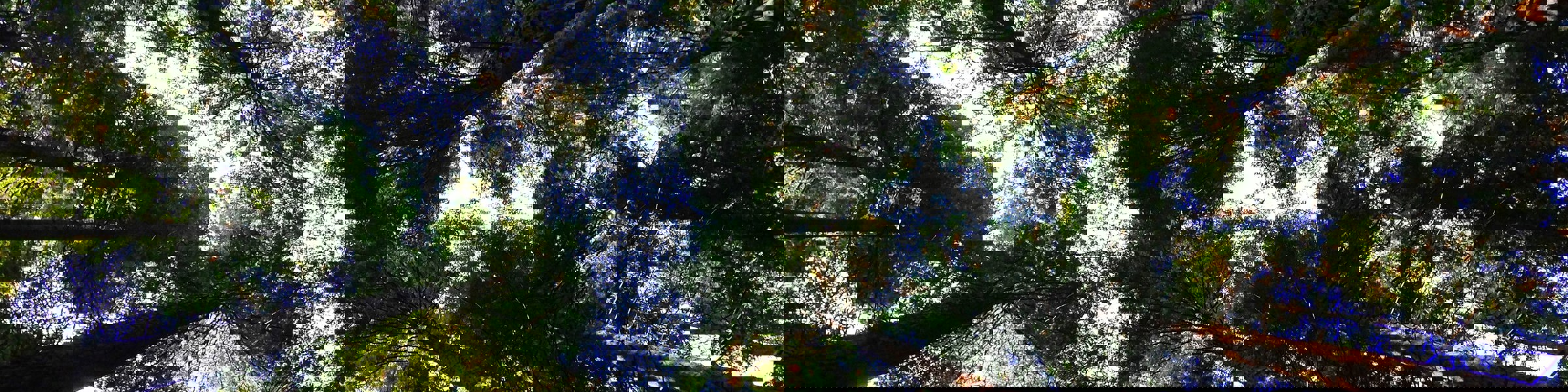 Angela Benito Trees